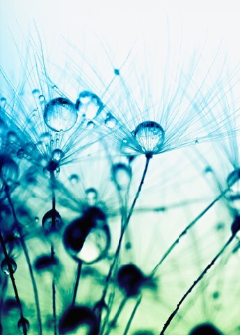 Abstract macro photo of plant seeds with water drops